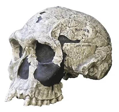 Skull of Homo habilis