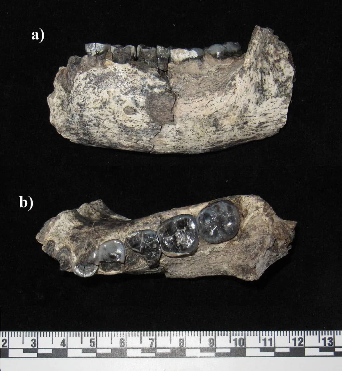 The LD 350-1 mandible. a) Lateral view. b) Occlusal view