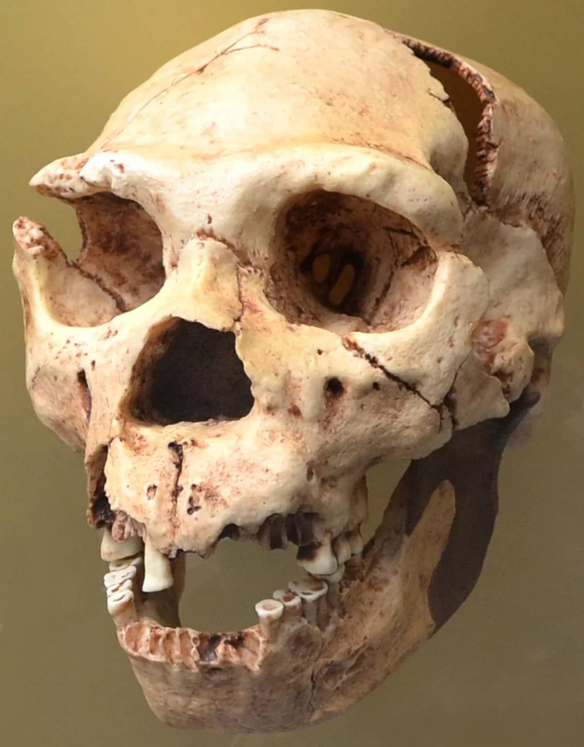 Homo heidelbergensis.300.000-200.000 años. Museo de Prehistoria de Valencia.