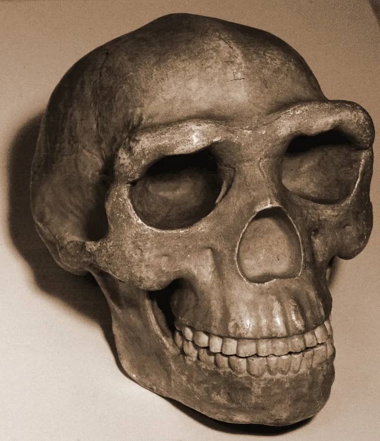 skull Peking Man, lighting was disasterously wrong, and this is what happened when I zapped up the contrast