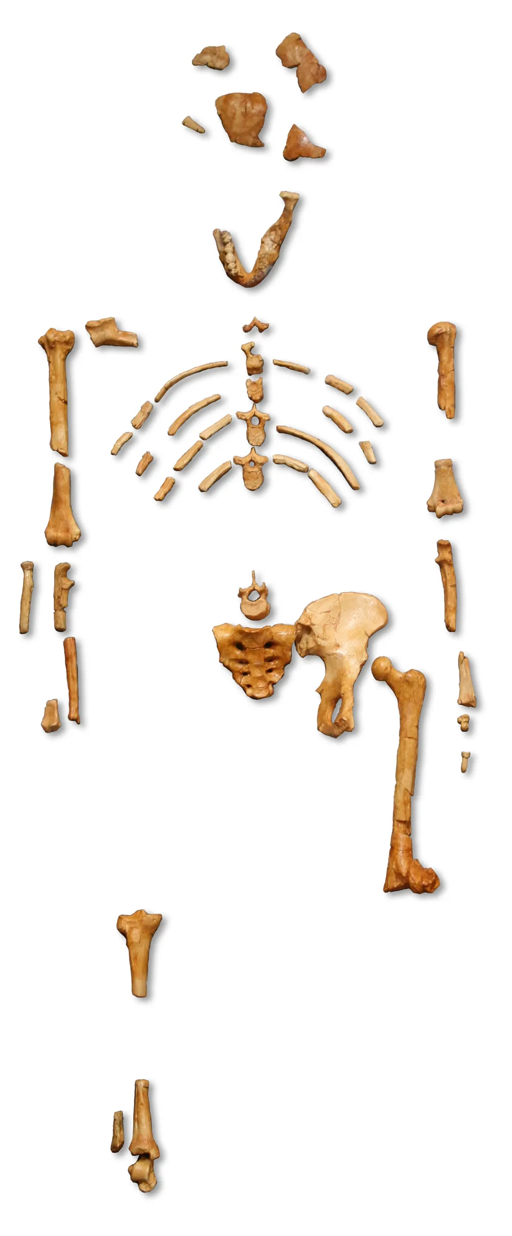 « Lucy » skeleton (AL 288-1) Australopithecus afarensis, cast from Museum national d'histoire naturelle, Paris